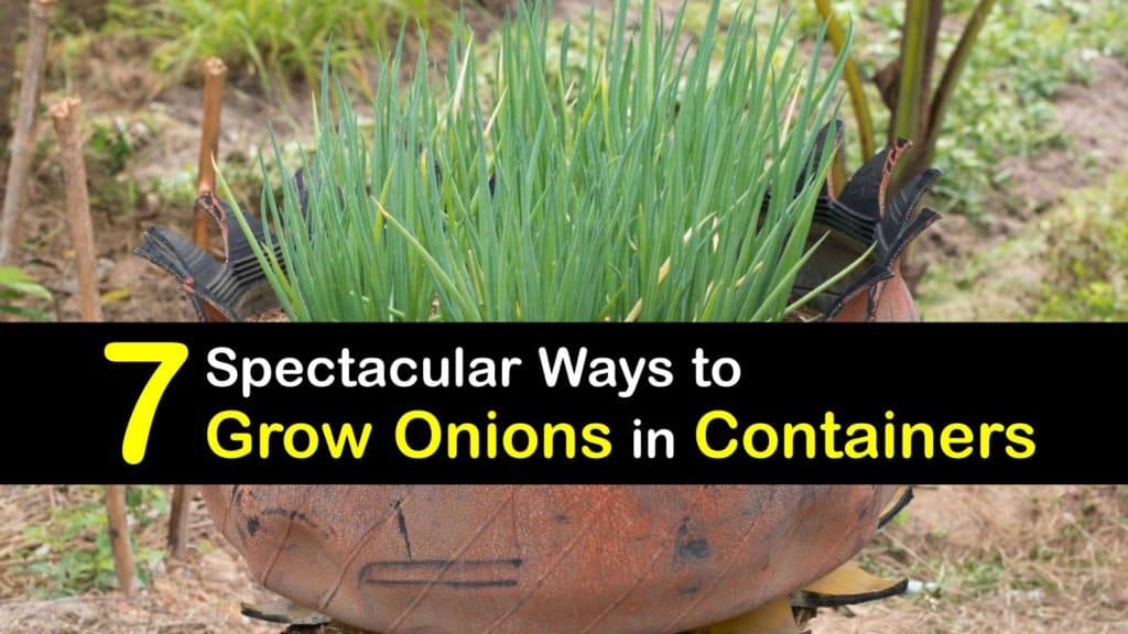 Growing Onions in Containers titleimg1