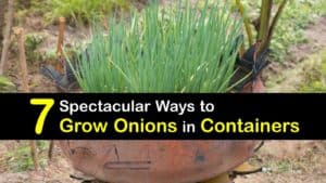 Growing Onions in Containers titleimg1