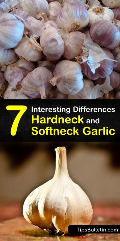 Run to the grocery store to pick out your favorite allium sativum bulbils and cultivars. This guide teaches you the difference between softneck and hardneck varieties of garlic like why Rocambole has fewer cloves, or why growers use the same techniques on both kinds. #hardneck #softneck #garlic