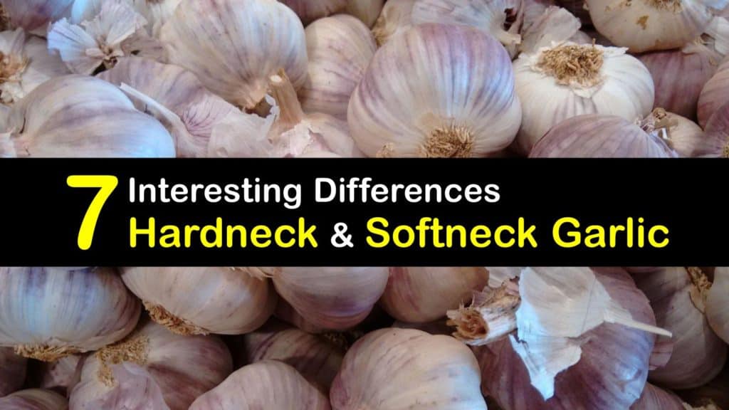 Hardneck vs Softneck Garlic titleimg1
