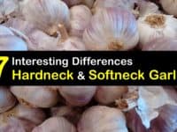 Hardneck vs Softneck Garlic titleimg1