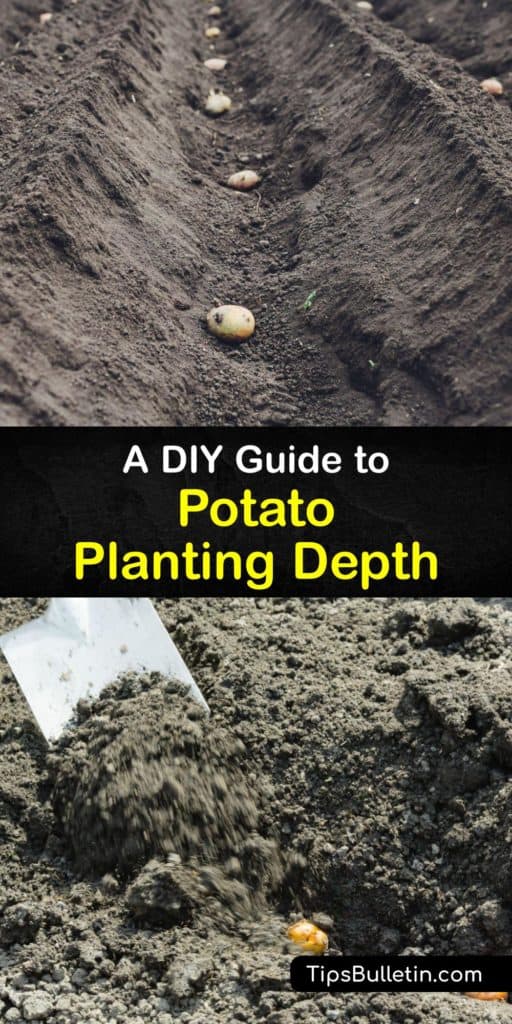 Plant potatoes at the beginning of the growing season and watch your fingerling and new potatoes start sprouting like crazy. Using mulch, loose soil, and a raised bed, growing potatoes has never been easy with this guide full of tips for planting potatoes the right way. #deep #plant #potatoes