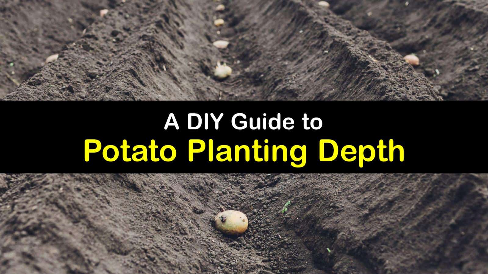 Potato Planting Depth How Far Down to Grow Potatoes