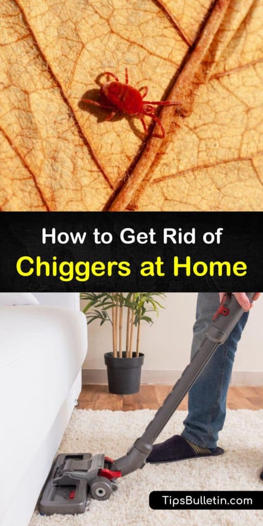 Use this article to learn how to kill chigger larvae and prevent an infestation by mowing tall grass, making homemade insect repellent, and purchasing pesticides. You’ll also discover how to prevent nasty bites with long pants, long sleeves, and applying calamine lotion. #howto #getridof #chiggers