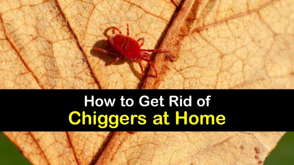 can chiggers live in mattresses