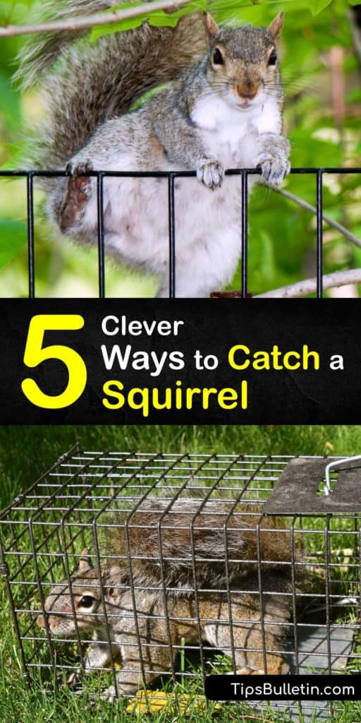Although baby squirrels are adorable, a family of ground squirrels living in your garden can cause problems. Discover the best pest control strategies for using an animal trap. Bait your humane squirrel trap with birdseed or peanut butter. #howto #catch #squirrel #pest #control