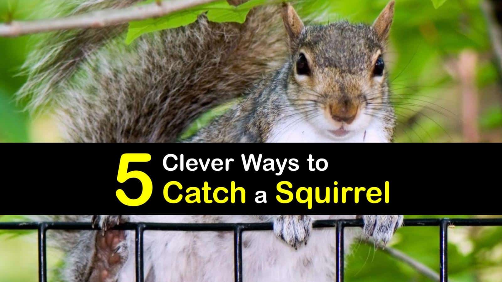 5 Clever Ways to Catch a Squirrel