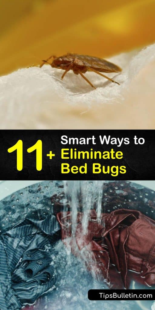 Learn how to use pest control to get rid of bed bugs. Waking up covered in bed bug bites is everyone’s worst nightmare. They hide in crevices of the box spring and baseboards, and it’s essential to kill them with DIY or commercial insecticides. #eliminating #bedbugs #howto