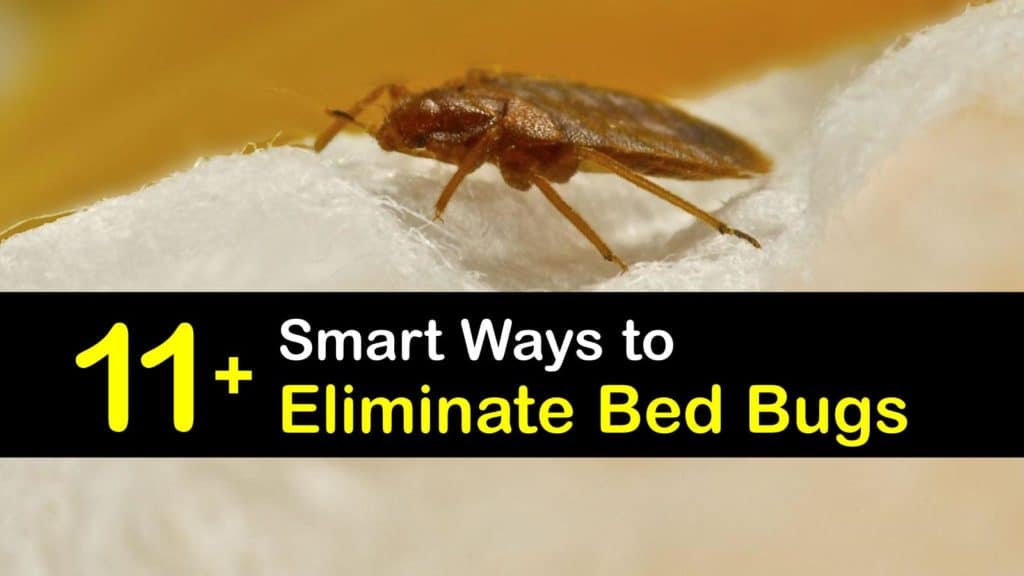 How to Eliminate Bed Bugs titleimg1