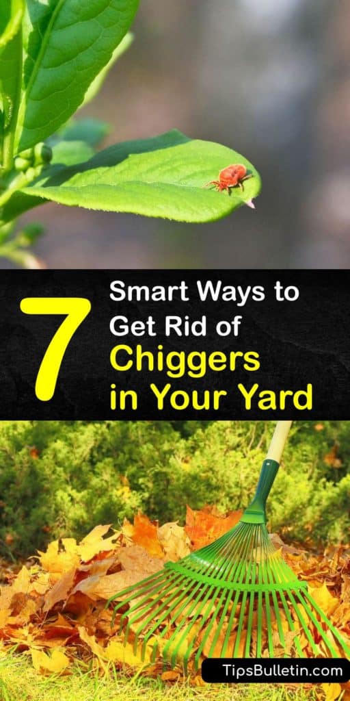 Learn how to get rid of chiggers, AKA red bugs, without calling pest control. Mow your lawn to discourage chigger larvae, or spray an insect repellent containing DEET or permethrin. Plus, find out how to treat chigger bites with products like calamine lotion. #chiggers #yard #getridof