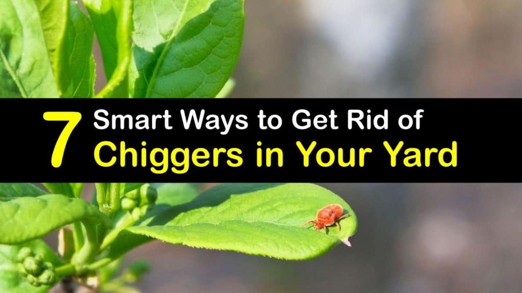 How to Get Rid of Chiggers in Your Yard titleimg1