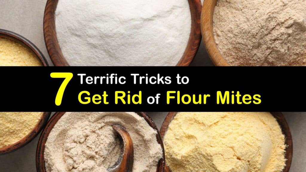 How to Get Rid of Flour Mites titleimg1