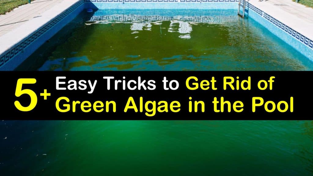 Algae in the Swimming Pool Clever Ways to Clear Your Pool of Algae