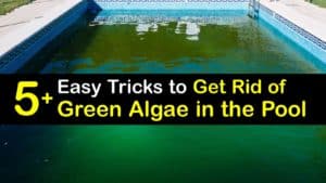 How to Get Rid of Green Algae in the Pool titleimg1
