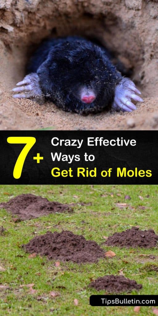 Learn how to get rid of moles with repellents instead of a mole trap or pest control. Moles and voles cause damage to your yard by tunneling and leaving behind mole hills. Placing mothballs in mole tunnels eliminates their food source, driving the pests away. #howto #getridof #moles