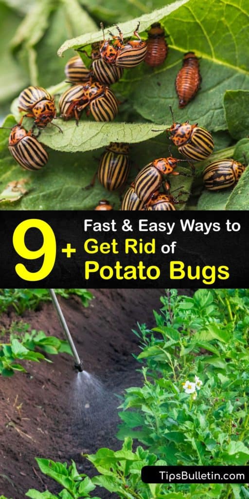 Fight back against Leptinotarsa decemlineata potato bugs with these highly effective strategies that kill or deter them from your potato plants. Soapy water, row covers, ladybugs, bacillus thuringiensis, and organic pesticides are only a few ways to kill potato beetles for good. #rid #potato #bugs