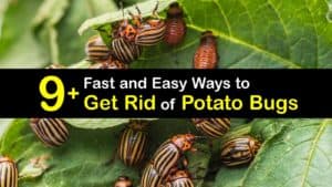 How to Get Rid of Potato Bugs titleimg1