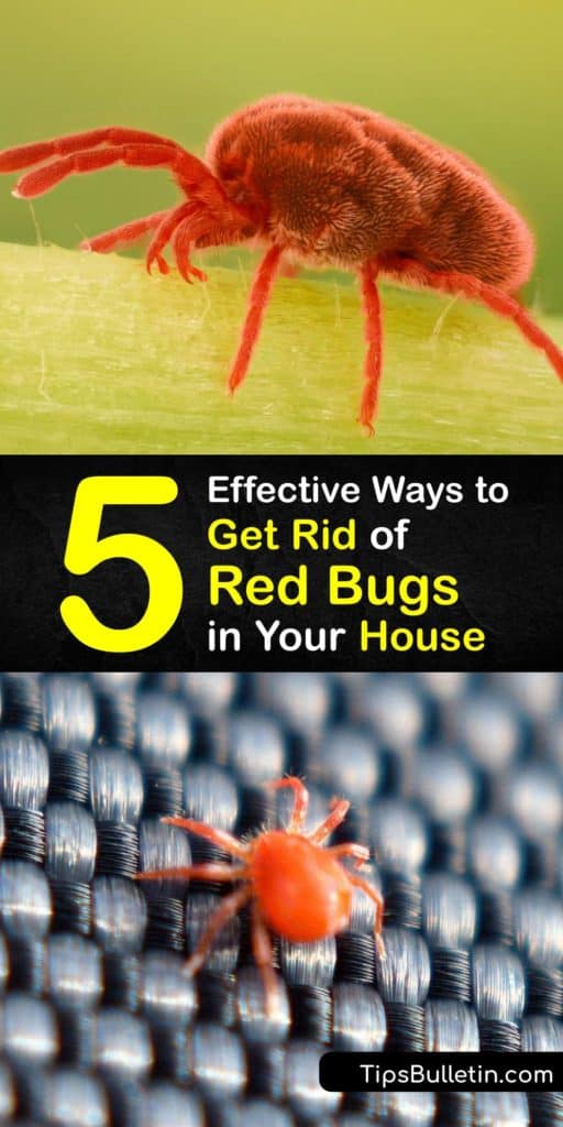 Discover the best tips and tricks for getting rid of chiggers, or harvest mites. Many natural pest control and repellent products also work to relieve chigger bites and bites from bed bugs and are safer than DEET. #howto #getridof #chiggers #red #bugs