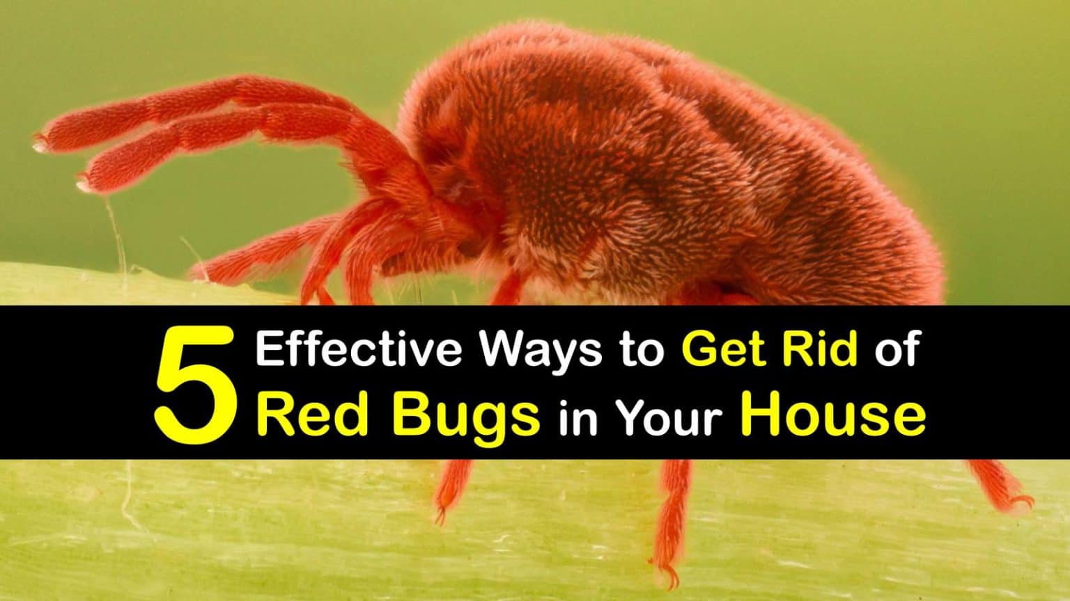 5 Effective Ways to Get Rid of Red Bugs in Your House