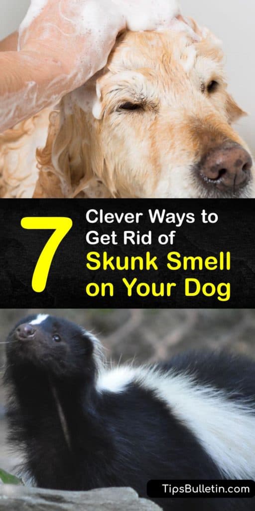 Learn how to get rid of skunk smell on your dog using safe solutions. Tomato juice does not work well for de-skunking your dog’s coat and bleach is dangerous. Instead, use hydrogen peroxide, baking soda, and mild soap to clean away skunk spray from dog’s fur. #howto #getridof #skunk #smell #dog