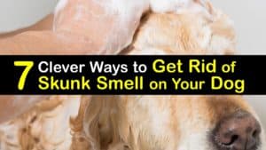 How to Get Rid of Skunk Smell on Your Dog titleimg1