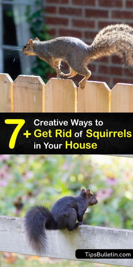 Search your crawl spaces and protect your homes from adult and baby squirrels that turned your eaves into a hotel. Homeowners use this list of squirrel repellent, pest control, live trap ideas, and ways to remove food sources to deter critters that damage their property. #rid #squirrels #house