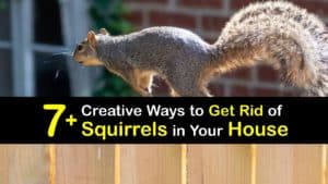 How to Get Rid of Squirrels in Your House titleimg1