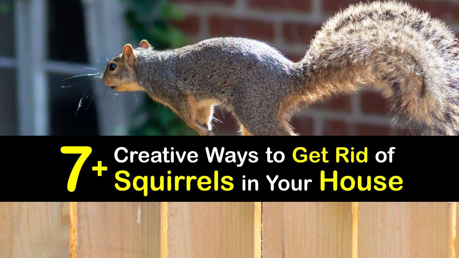 How can i get rid of squirrels in the attic