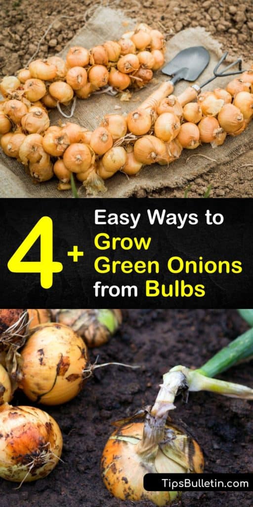 Use onion sets, onion seeds, and whole onion plants to grow spring onions at home and keep their green tops constantly growing. These planting strategies make it easy to put the plants in full sun, control the potting soil, and keep thrips and other pests away. #grow #green #onions #bulbs