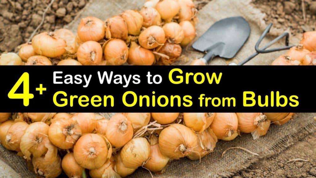 How to Grow Green Onions from Bulbs titleimg1