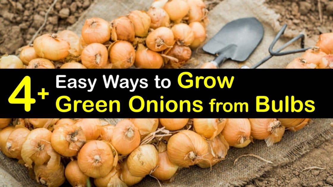 Growing a Green Onion Bulb Plant Onions from Bulbs