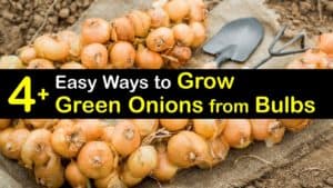 How to Grow Green Onions from Bulbs titleimg1