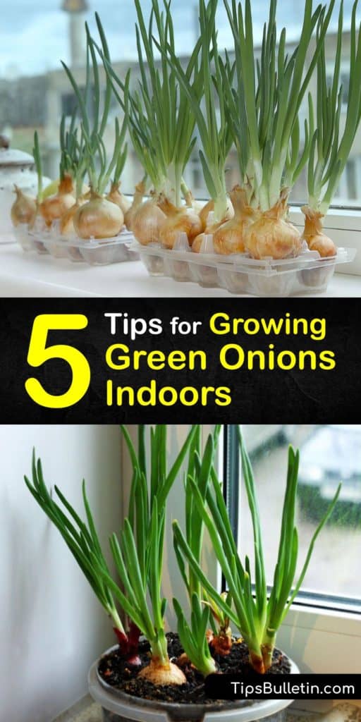 Learn how to grow-green-onions indoors in a glass of water or potting soil. Stick cuttings from grocery store green onions in a cup of water and watch them produce green shoots for a continuous harvest. This DIY project saves money and reduces waste. #green #onions #grow #indoors