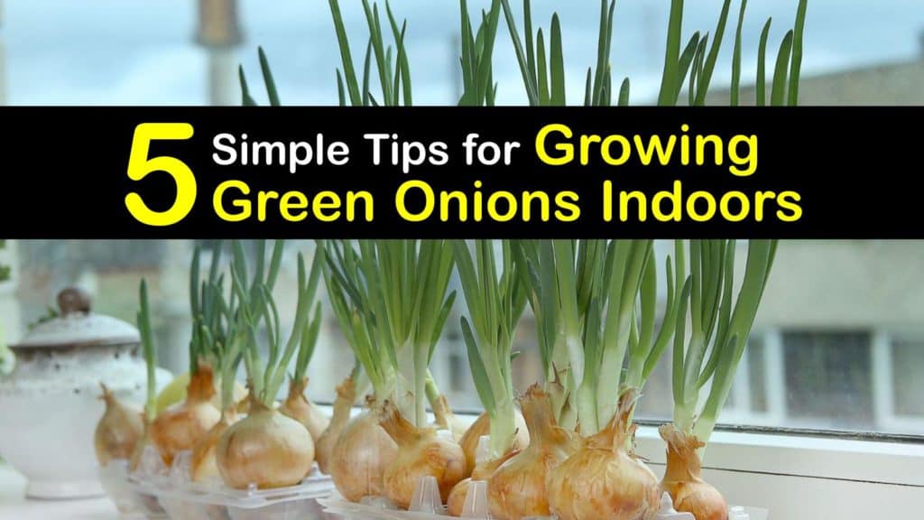 How to Grow Green Onions Indoors titleimg1