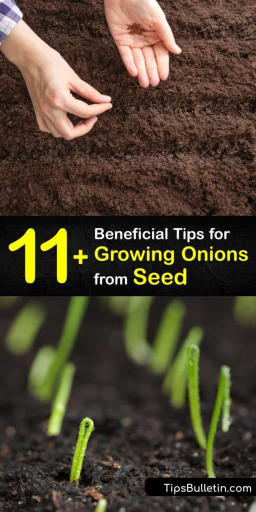 Become the master of onion seedlings at home by using these tips for growing onion seeds and scallions. These tidbits of information address things like onion bulbs, onion sets, transplanting, mulch, and whether to plant onions in the early spring or later in the growing season. #grow #onions #seed