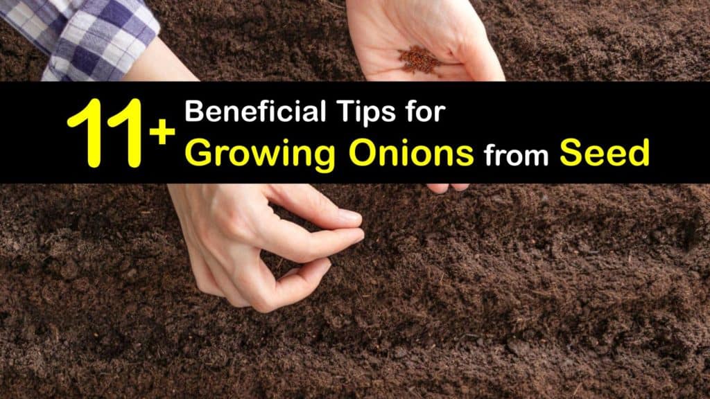 How to Grow Onions from Seed titleimg1