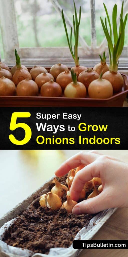 Figure out the different ways to grow onion seeds, onion sets, and other onion plants from the allium family with this quick guide. Pick up some crucial pointers about potting soil, sun, mulch, and planting in the early spring to give your onions the best chance at life. #grow #onions #indoors