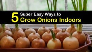 How to Grow Onions Indoors titleimg1