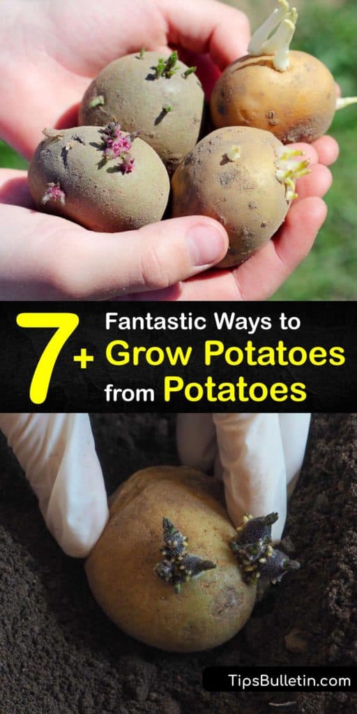 Learn how to plant potatoes from the scraps of a russet potato and enjoy new potatoes at the end of the growing season. Don’t throw away potatoes with eyes. Instead, prepare them a week ahead of time and plant them in four inches of soil. #howto #grow #potatoes #scraps #regrow