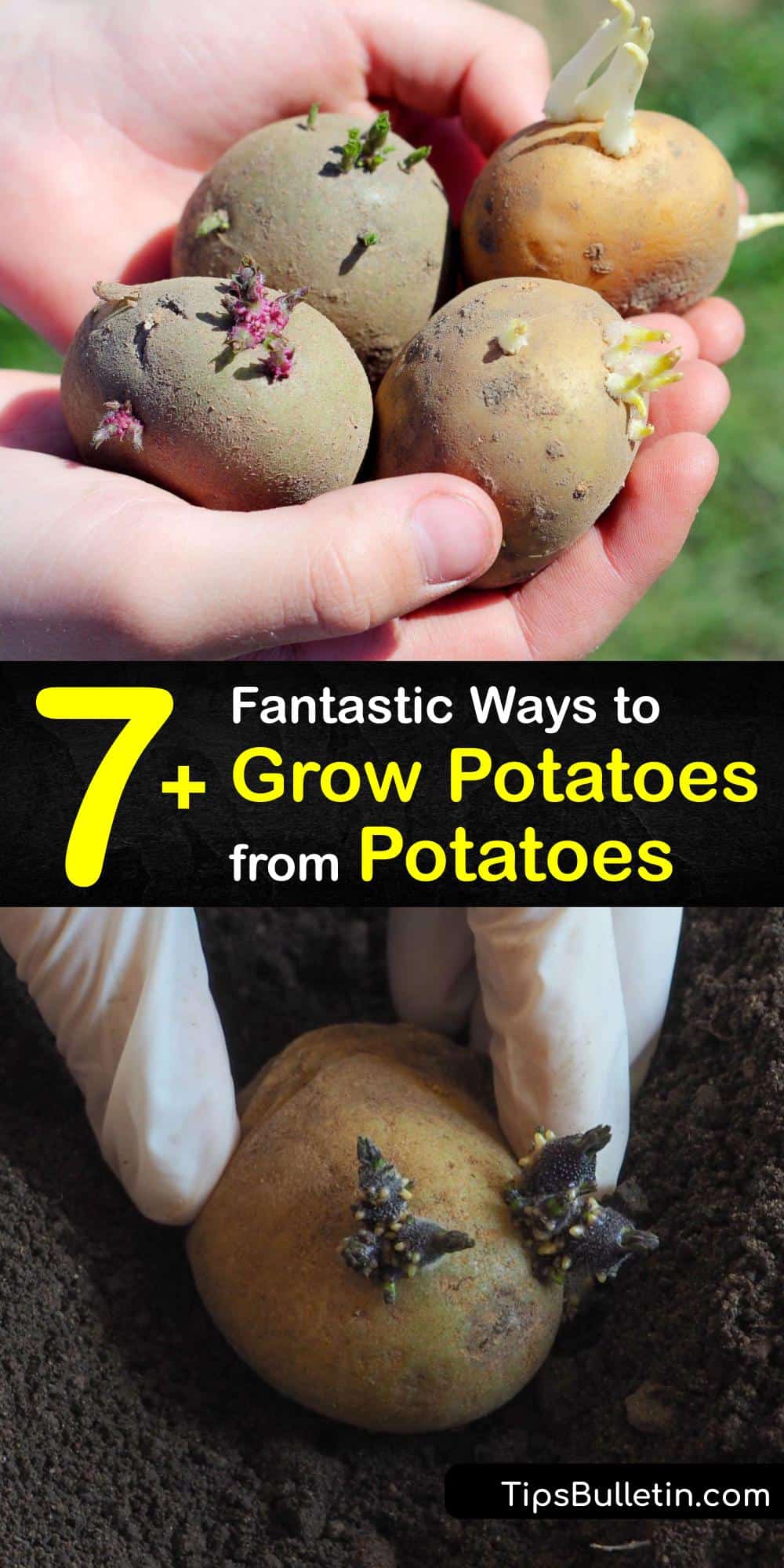 Regrowing Potatoes Easy Ways of Growing Potatoes from Scraps