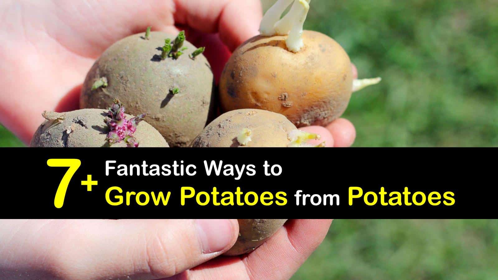Regrowing Potatoes Easy Ways of Growing Potatoes from Scraps
