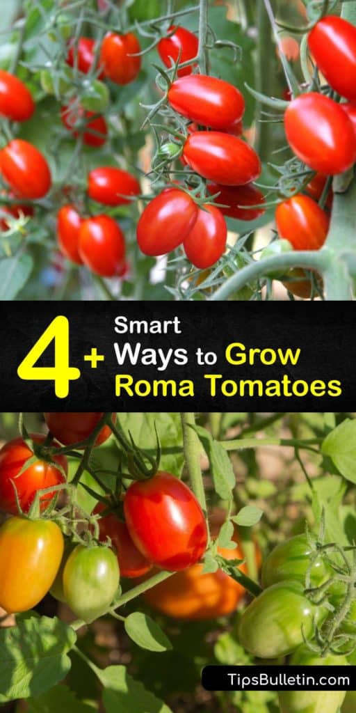 Discover how to grow-roma-tomatoes in your backyard or on your patio after the last frost. There are many tomato varieties, from heirloom beefsteak to cherry tomatoes, but Roma tomatoes are meaty, perfect for canning, and easy to grow at home. #howto #grow #roma #tomatoes