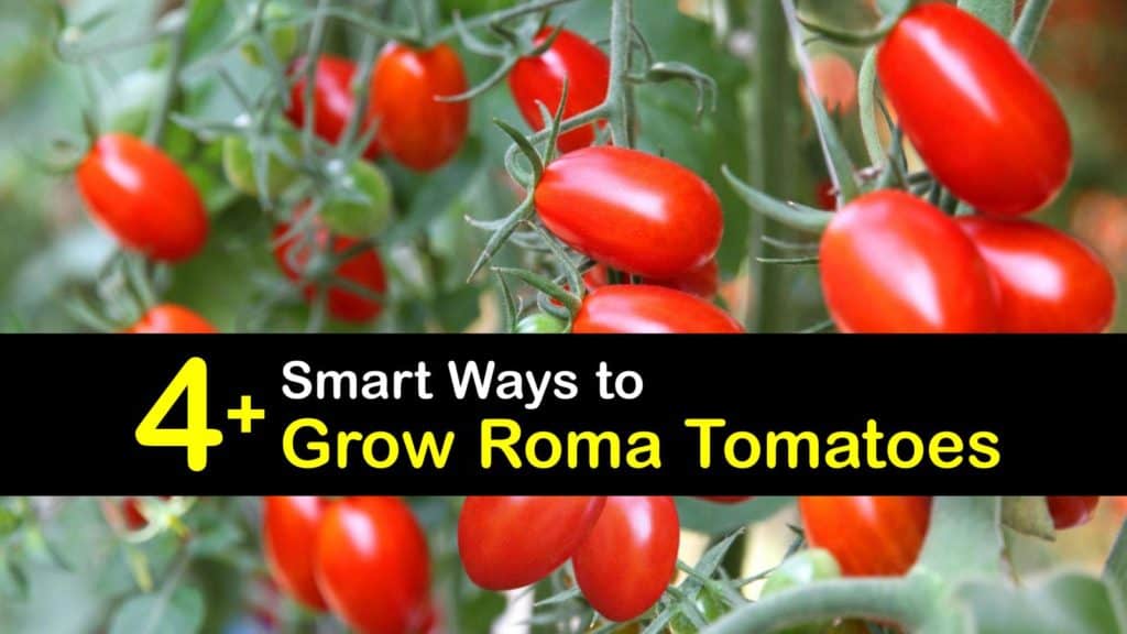 How to Grow Roma Tomatoes