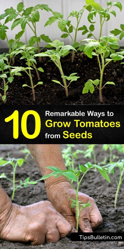 Discover the best seed starting tips for growing your favorite tomato varieties. Whether you’re growing heirloom cherry tomatoes or hybrid slicers, transplanting tomato seedlings in your garden is easy with these simple tricks. #grow #tomatoes #seeds #gardening