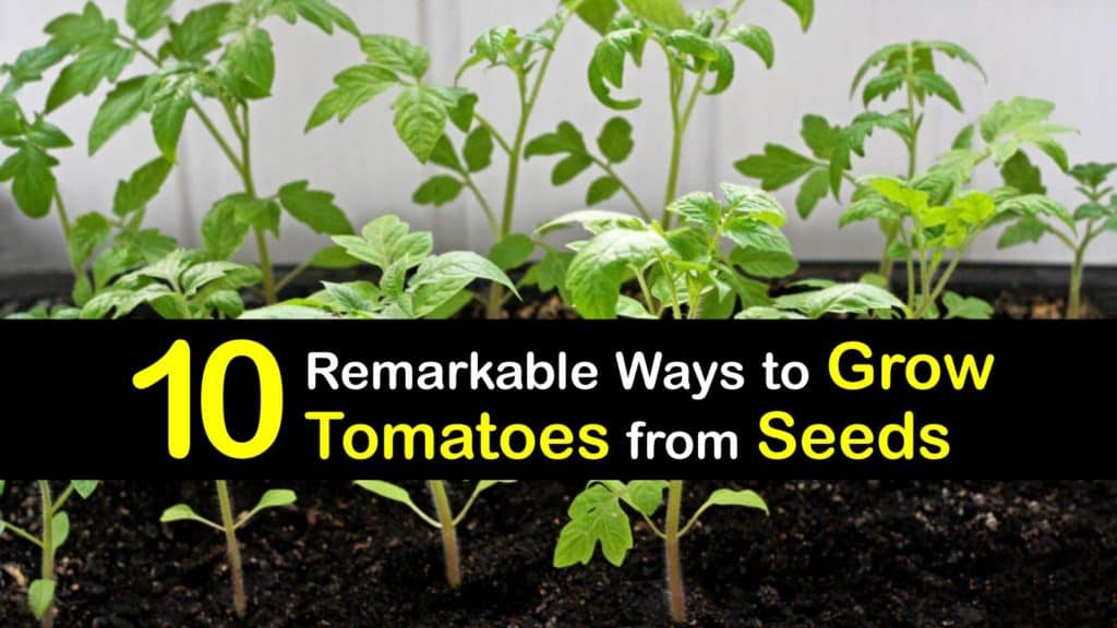 How to Grow Tomatoes from Seeds titleimg1