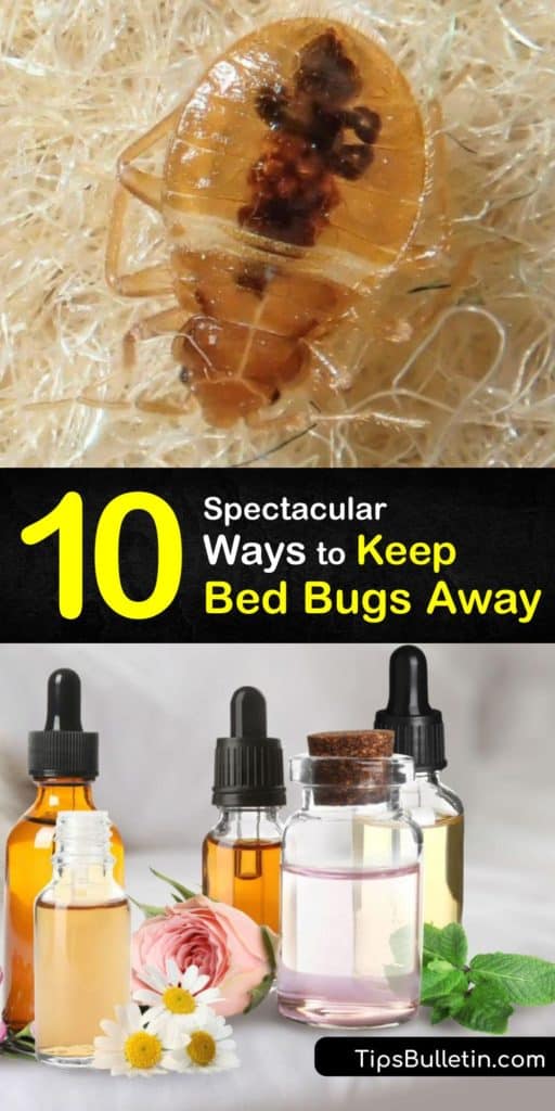 Find out how to repel bed bugs by spraying essential oils on your headboard and in crevices. Wash clothes on high, then store them in a sealed plastic bag. Learn how to identify bed-bug-bites and kill bed bugs, including with pesticides and mattress encasements. #bedbugs #repel #pest #control