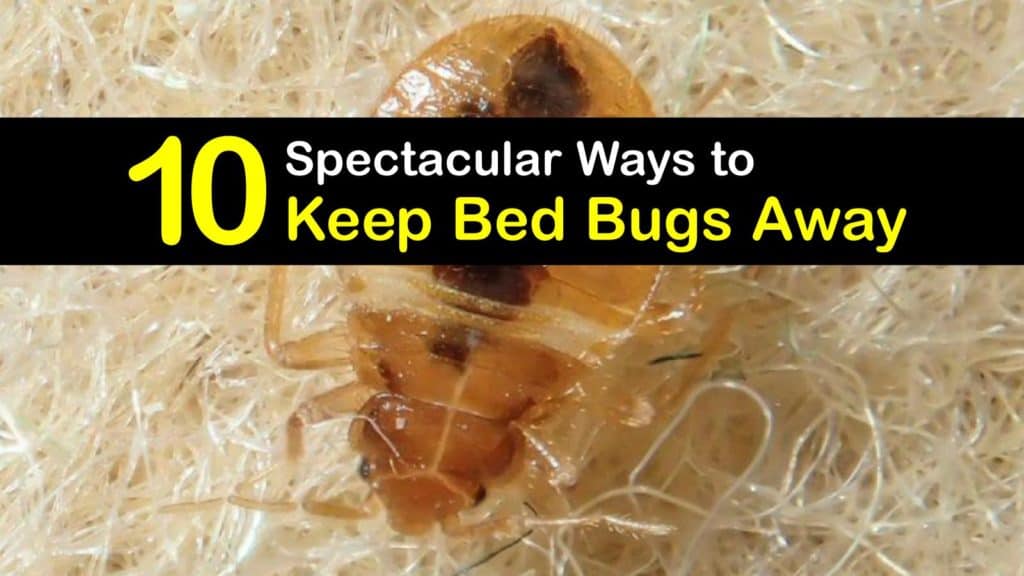 How to Keep Bed Bugs Away titleimg1