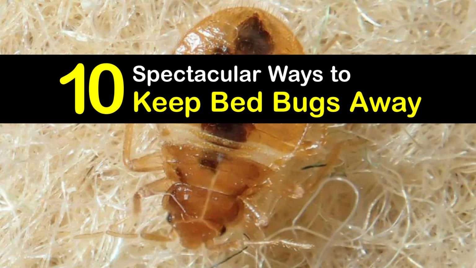 10 Spectacular Ways to Keep Bed Bugs Away