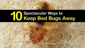 How to Keep Bed Bugs Away titleimg1