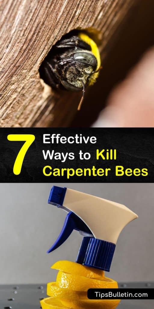 Discover how to get rid of carpenter bees and prevent a carpenter bee infestation using several forms of pest control. Carpenter bee holes and sawdust are signs that these pollinators are nesting and it’s vital to use an insecticide to eliminate them. #howto #getridof #carpenter #bees
